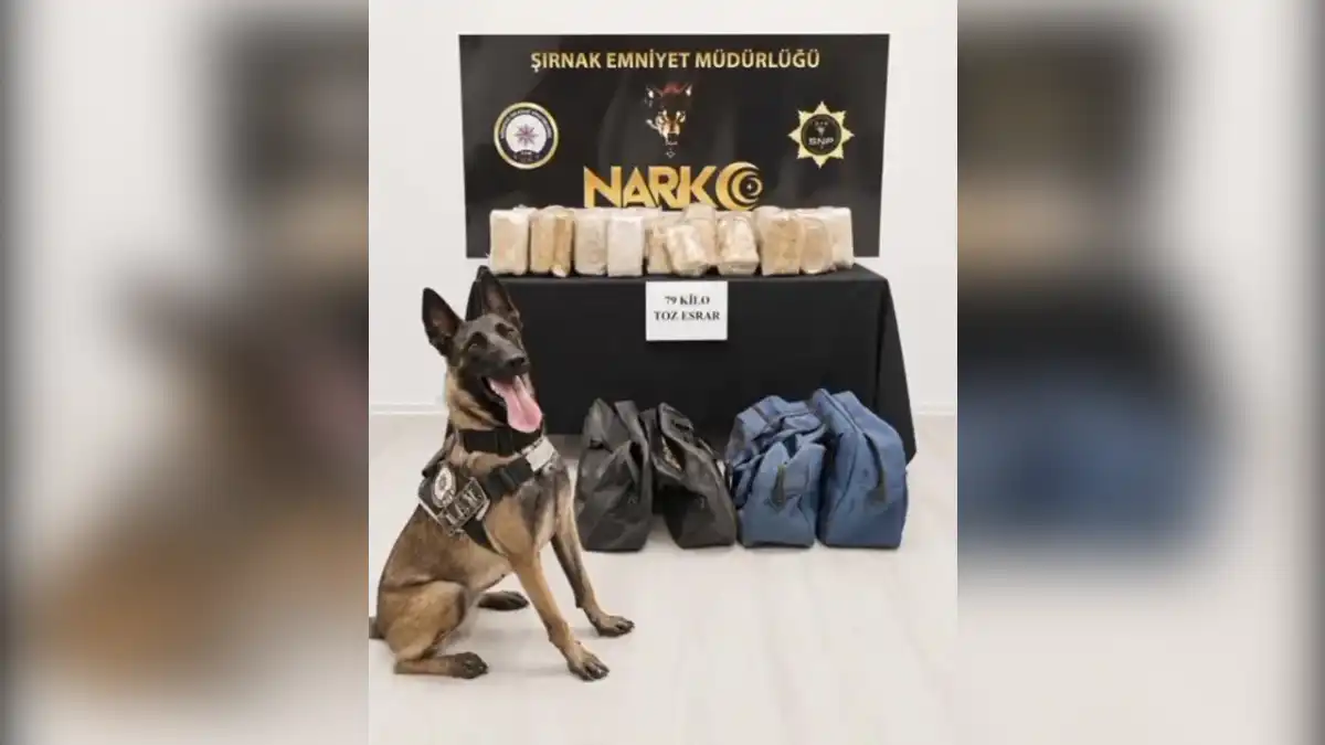 Şırnak'ta dedektör köpek Audelia'dan kaçamadı: Tırda 79 kilo esrar ele geçirildi