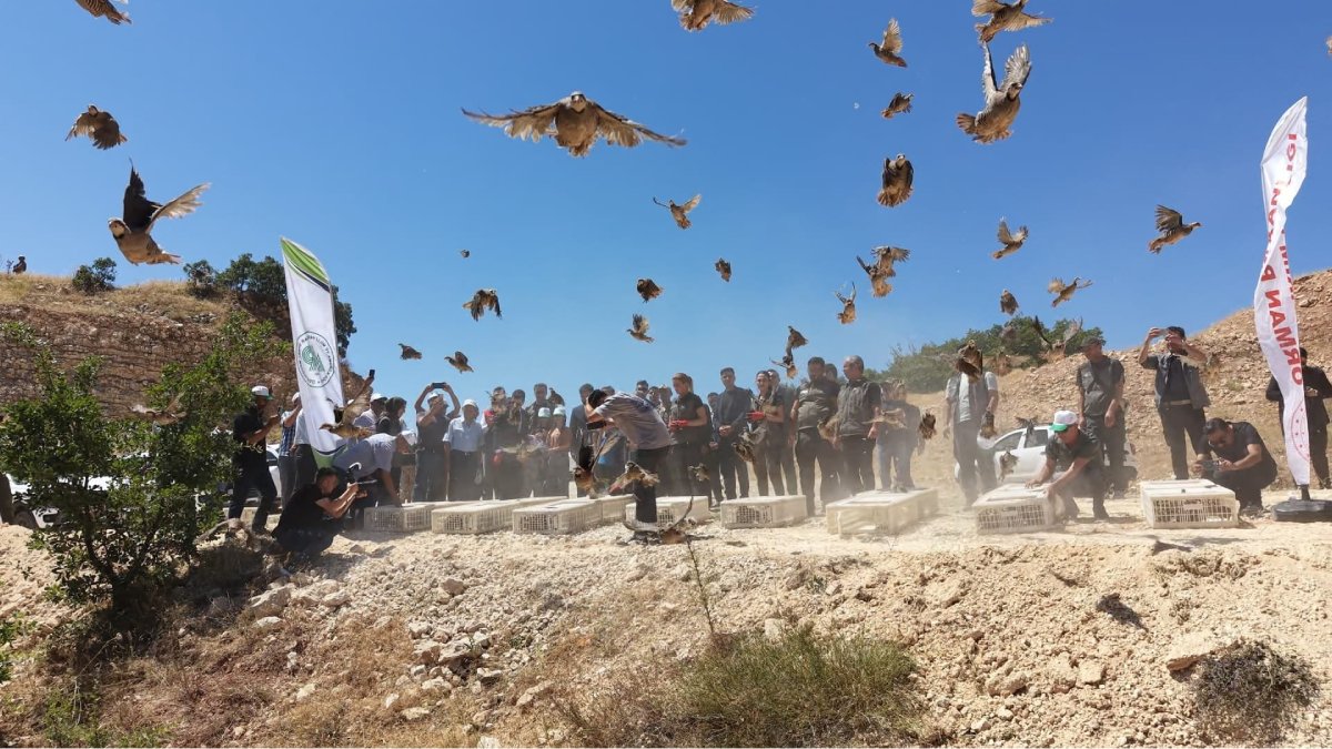 Tunceli'de 500 kınalı keklik doğaya salındı