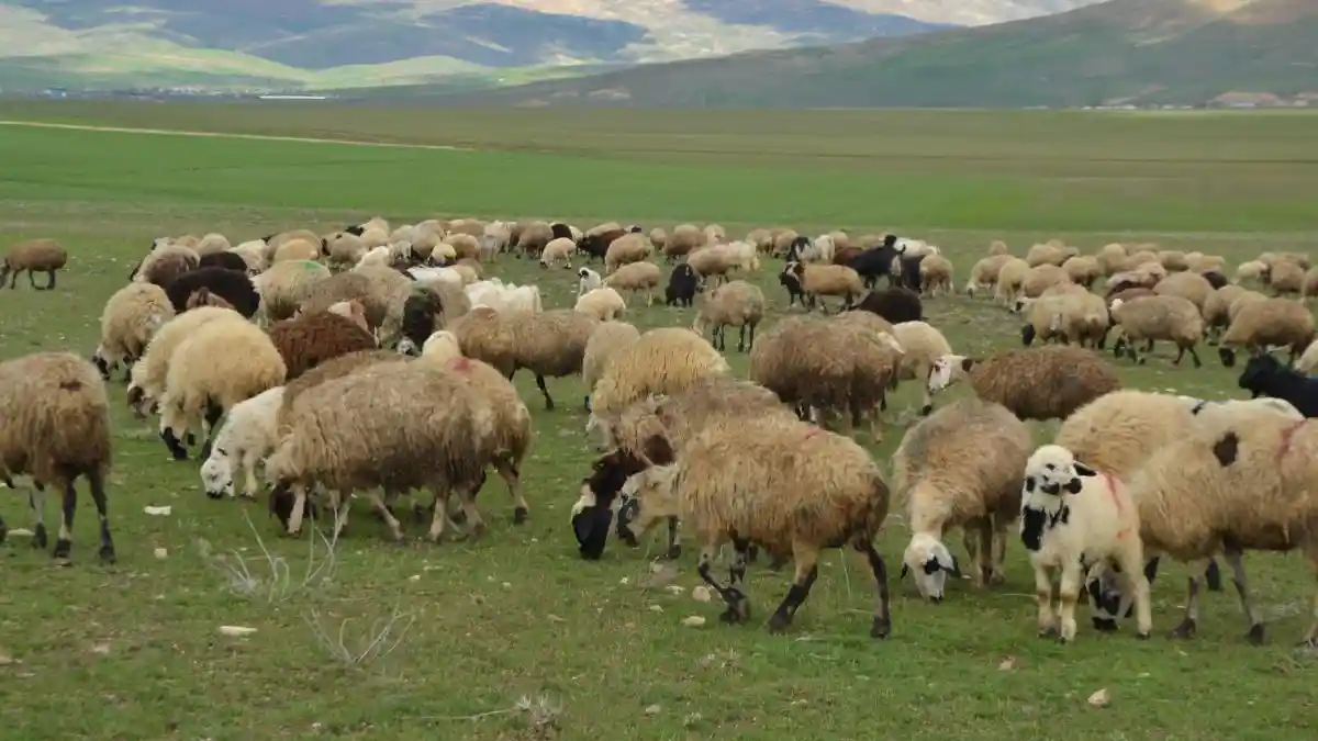 Üreticiye ve yatırımcıya IPARD III müjdesi: Hibe ödemelerinin detayları belli oldu