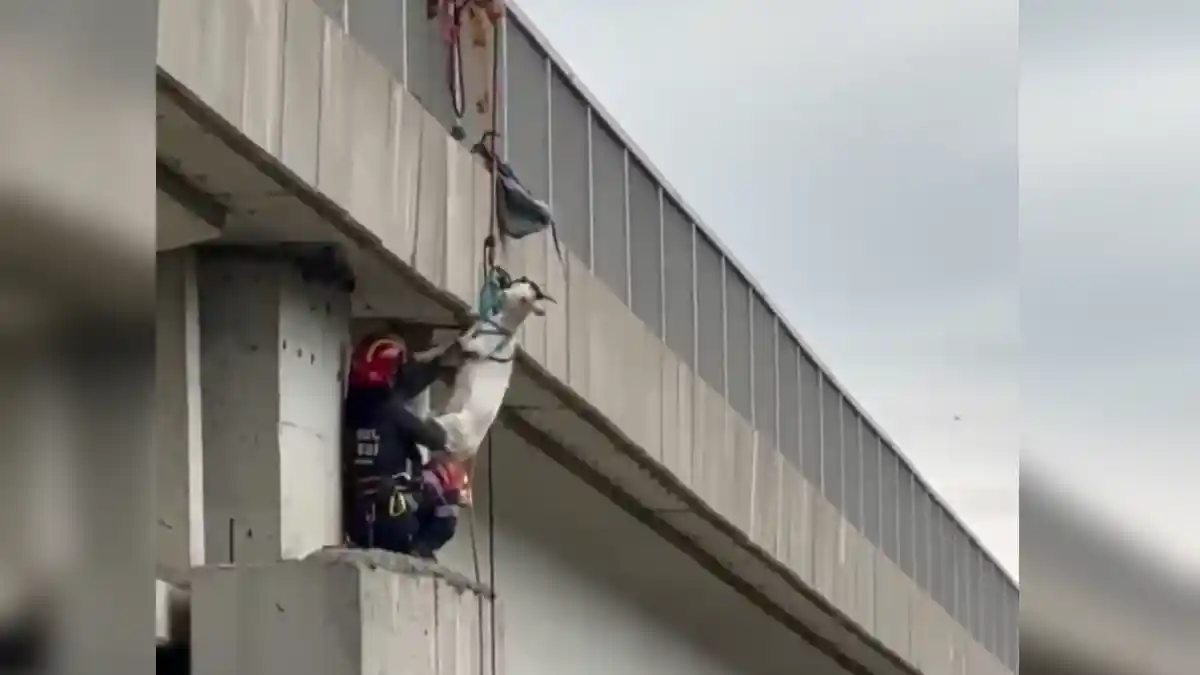 İstanbul İtfaiyesi'nden 'keçi' operasyonu: Maceracı keçi yüksekten güvenle indirildi