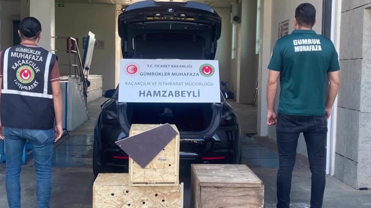 Edirne’de operasyon: Yasa dışı yollarla sokulmak istenen 2 vaşak ve 2 serval kedisi kurtarıldı
