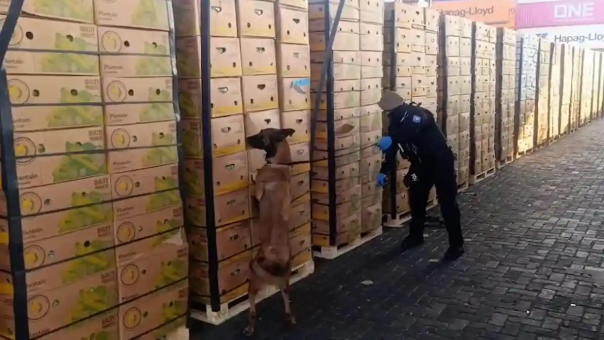 İspanya yolundaki 58,5 milyon dolarlık uyuşturucuya polis engeli