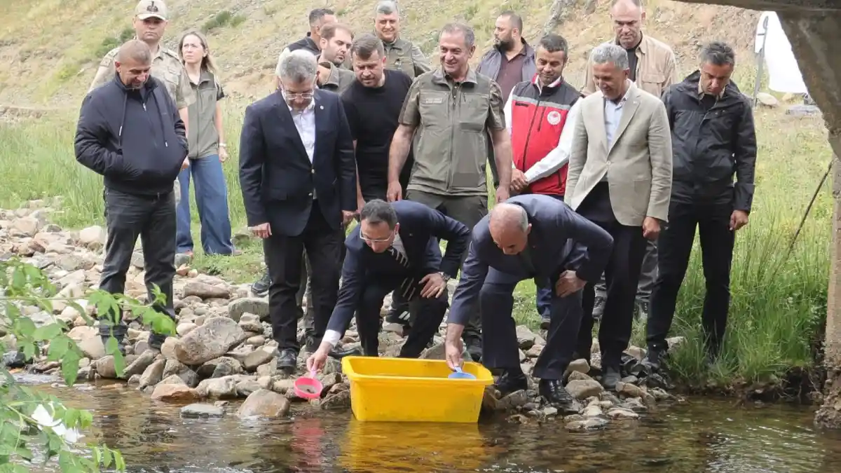 Çambaşı Deresi'ne 35 bin alabalık bırakıldı: Doğal yaşam destekleniyor