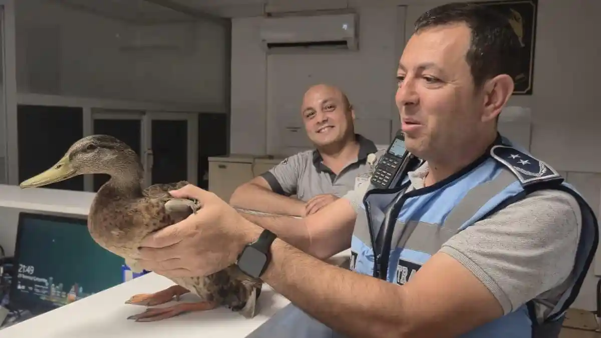Karşıyaka'da araçların arasında kalan ördeği zabıta kurtardı