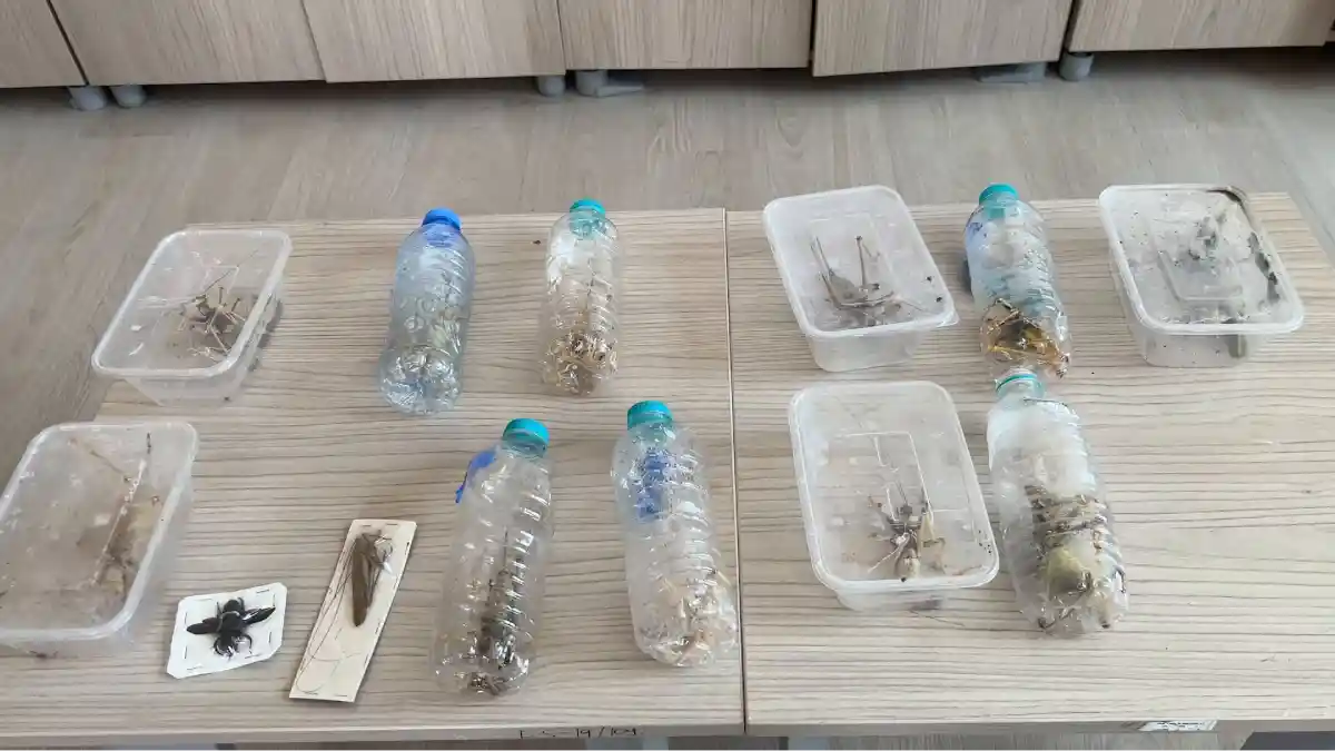 Adıyaman'da kaçırılmak istenen 16 çekirge doğaya bırakıldı