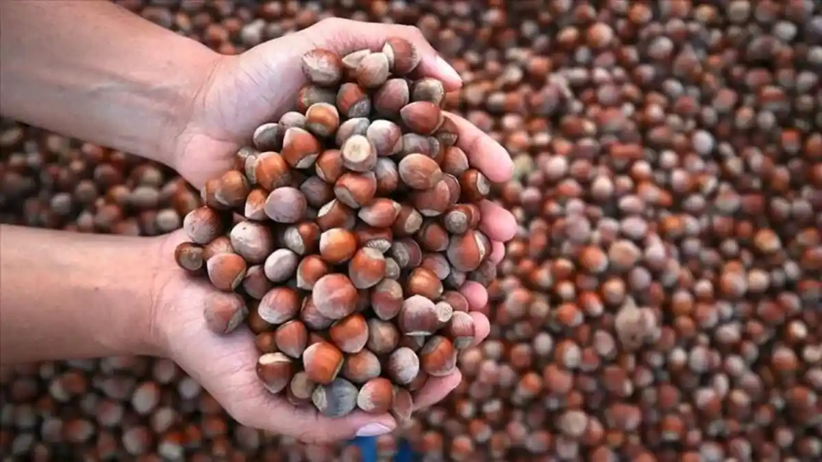 Toprak Mahsulleri Ofisi fındık alım fiyatlarını açıkladı: Giresun kalite 255 TL, Levant kalite 250 TL