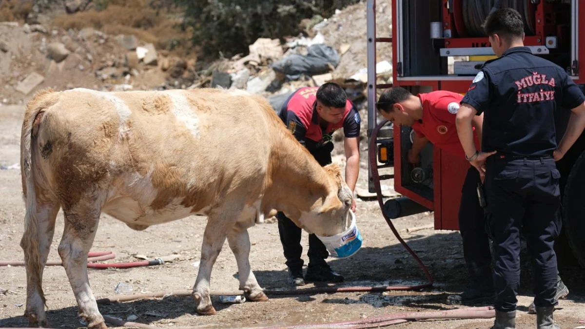 Bodrum Müskebi'de bahçe atığı yangını: İtfaiyeden ineklere kovayla temiz su