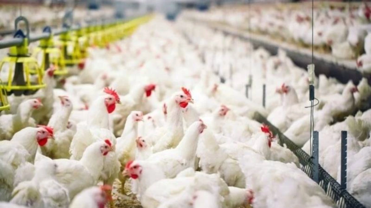 Kümes hayvancılığında tablo tersine döndü: Et düştü, yumurta fırladı
