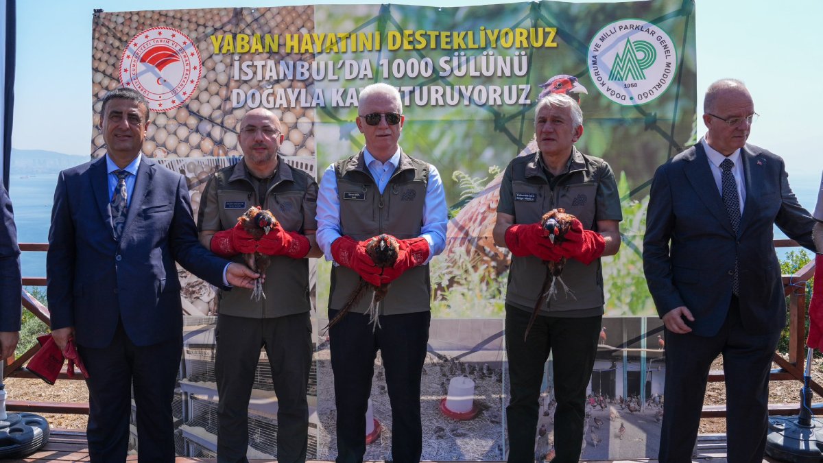 Büyükada'da biyolojik mücadele: 1000 sülün doğaya salındı