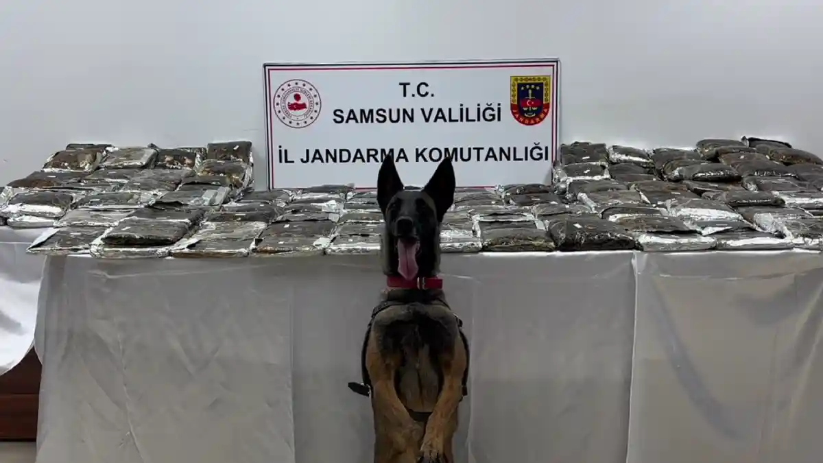 Samsun'da Jandarma operasyonu: TIR'da 132 kilo toz esrar ele geçirildi