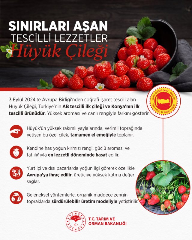 Konya'nın Hüyük ilçesinde yetiştirilen Hüyük Çileği