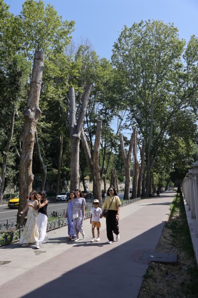 Dolmabahçe ve Çırağan'daki tarihi çınarları tedavisi olmayan çınar kanseri hastalığına karşı koruma
